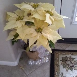 Meet your Posher, Sue